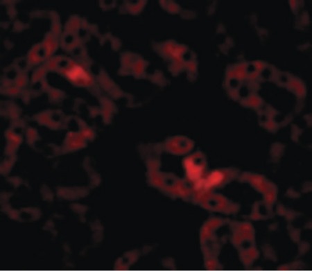 Immunofluorescence of LIAR in Mouse Kidney cells with LIAR antibody at 20 ug/ml.