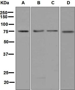 Western blot analysis on (A) K562, (B) PC-12, (C) HeLa, and (D) SH-SY5Y cell lysates using anti-Abi-2 antibody.