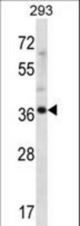 ANKRD60 Antibody western blot of 293 cell line lysates (35 ug/lane). The ANKRD60 antibody detected the ANKRD60 protein (arrow).
