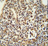 ANO5 Antibody immunohistochemistry of formalin-fixed and paraffin-embedded human lymph tissue followed by peroxidase-conjugated secondary antibody and DAB staining.