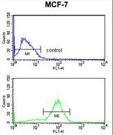 ANO7 Antibody flow cytometry of MCF-7 cells (bottom histogram) compared to a negative control cell (top histogram). FITC-conjugated goat-anti-rabbit secondary antibodies were used for the analysis.