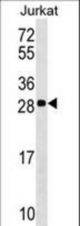 ANP32C Antibody western blot of Jurkat cell line lysates (35 ug/lane). The ANP32C antibody detected the ANP32C protein (arrow).
