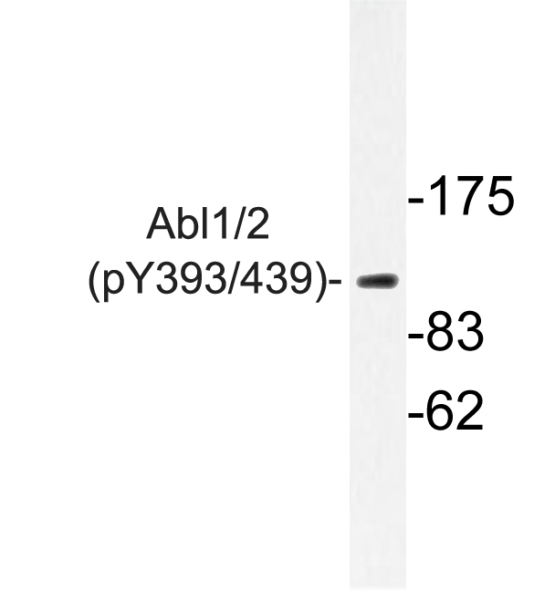 Western blot of p-Abl1/2 (Y393/439) pAb in extracts from RAW264.7 cells.