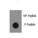 Dot blot of anti-Phospho-ABL1-Y134 Antibody on nitrocellulose membrane. 50ng of Phospho-peptide or Non Phospho-peptide per dot were adsorbed. Antibody working concentrations are 0.5ug per ml.
