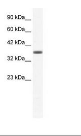 HepG2 Cell Lysate