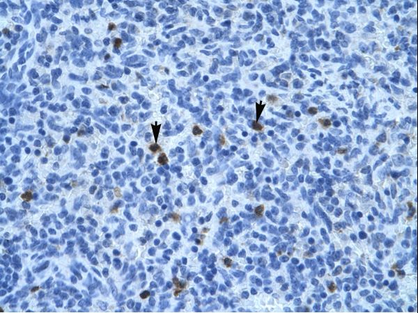 ANXA3 / Annexin A3 antibody LS-C30774 was used in IHC to stain formalin-fixed, paraffin-embedded human spleen.