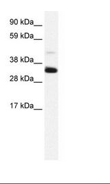 Placenta Lysate