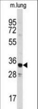 Western blot of anti-ANXA3 Antibody in mouse lung tissue lysates (35 ug/lane). ANXA3(arrow) was detected using the purified antibody.