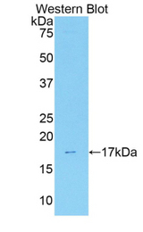 Western blot of recombinant ANXA3 / Annexin A3.
