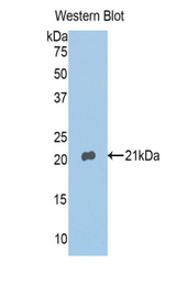 Western blot of recombinant ANXA4 / Annexin IV.