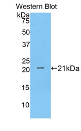 Western blot of recombinant ANXA4 / Annexin IV.