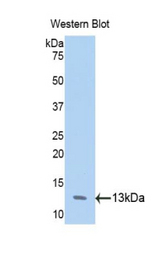 Western blot of recombinant ANXA4 / Annexin IV.