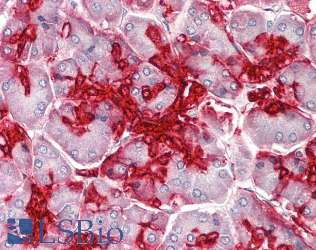 Anti-ANXA4 / Annexin IV antibody IHC staining of human pancreas. Immunohistochemistry of formalin-fixed, paraffin-embedded tissue after heat-induced antigen retrieval. Antibody LS-B11479 concentration 10 ug/ml.