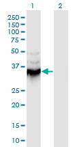 Western Blot analysis of ANXA9 expression in transfected 293T cell line by ANXA9 monoclonal antibody (M08), clone 5G3.Lane 1: ANXA9 transfected lysate (Predicted MW: 37.7 KDa).Lane 2: Non-transfected lysate.