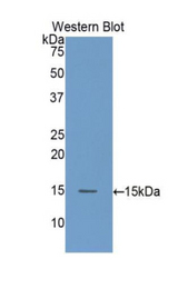 Western blot of recombinant AOC1 / ABP1 / DAO.