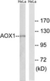 Western blot of extracts from HeLa cells, using AOX1 Antibody. The lane on the right is treated with the synthesized peptide.