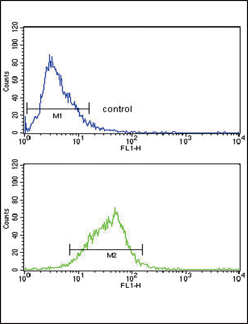 AOX1 Antibody flow cytometry of HepG2 cells (bottom histogram) compared to a negative control cell (top histogram). FITC-conjugated goat-anti-rabbit secondary antibodies were used for the analysis.