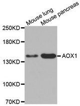 Western blot analysis of extracts of various cell lines, using AOX1 antibody.