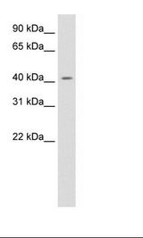 Placenta Lysate