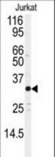 Western blot of anti-JUND Antibody (S255) in Jurkat cell line lysates (35 ug/lane). JUND (arrow) was detected using the purified antibody.