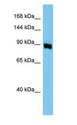 AP1G1 / Gamma Adaptin antibody Western Blot of Mouse Lung.