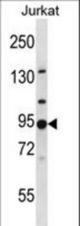 AP1G2 Antibody western blot of Jurkat cell line lysates (35 ug/lane). The AP1G2 antibody detected the AP1G2 protein (arrow).