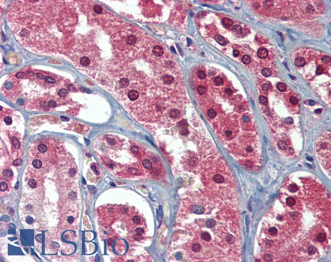Anti-AAK1 antibody IHC of human kidney. Immunohistochemistry of formalin-fixed, paraffin-embedded tissue after heat-induced antigen retrieval. Antibody LS-B3833 concentration 5 ug/ml.