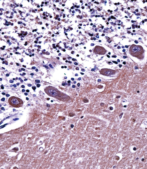 AP2A1 Antibody immunohistochemistry of formalin-fixed and paraffin-embedded human cerebellum tissue followed by peroxidase-conjugated secondary antibody and DAB staining.