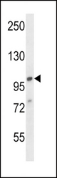 AP2A1 Antibody western blot of 293 cell line lysates (35 ug/lane). The AP2A1 antibody detected the AP2A1 protein (arrow).