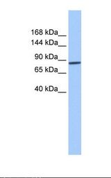 Fetal liver cell lysate. Antibody concentration: 1.0 ug/ml. Gel concentration: 6%-18%.