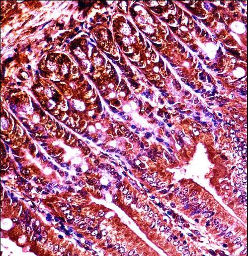 Mouse Abl1 Antibody immunohistochemistry of formalin-fixed and paraffin-embedded mouse duodenum tissue followed by peroxidase-conjugated secondary antibody and DAB staining.