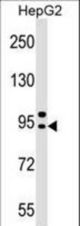 AP4B1 Antibody western blot of HepG2 cell line lysates (35 ug/lane). The AP4B1 antibody detected the AP4B1 protein (arrow).