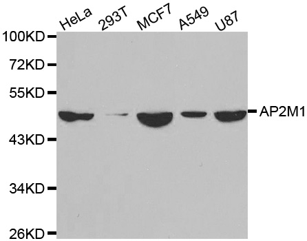 Western blot analysis of extracts of various cell lines, using AP2M1 antibody.
