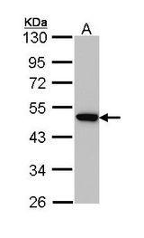 Sample (30 ug of whole cell lysate). A: Hep G2. 10% SDS PAGE. AP2M1 antibody diluted at 1:1000.