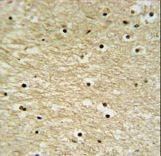 K0415 Antibody IHC of formalin-fixed and paraffin-embedded human brain tissue followed by peroxidase-conjugated secondary antibody and DAB staining.