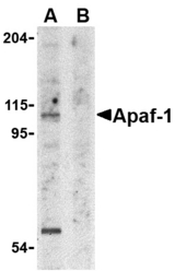 Western blot of Apaf1 in K562 cell lysate with Apaf1 antibody at 1 ug/ml in the (A) absence and (B) presence of blocking peptide.
