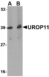 Western blot of UROP11 in mouse spleen tissue lysate with UROP11 antibody at (A) 1 and (B) 2 ug/ml.