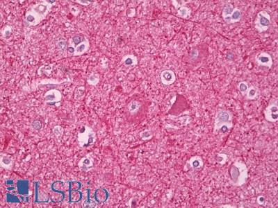 Anti-APBA1 / MINT1 antibody IHC of human brain, cortex. Immunohistochemistry of formalin-fixed, paraffin-embedded tissue after heat-induced antigen retrieval. Antibody LS-B7830 dilution 5 ug/ml.