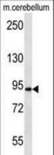 APBA2 Antibody western blot of mouse cerebellum tissue lysates (35 ug/lane). The APBA2 antibody detected the APBA2 protein (arrow).