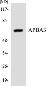 Western blot of the lysates from COLO205 cells using APBA3 antibody.