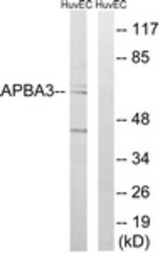 Western blot of extracts from HUVEC cells, using APBA3 Antibody. The lane on the right is treated with the synthesized peptide.