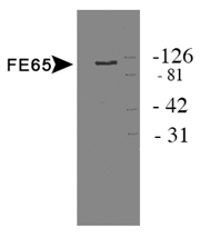 Detection of protein in HEK 293 cell lysate.