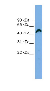 APBB3 antibody LS-C116492 Western blot of HeLa lysate.