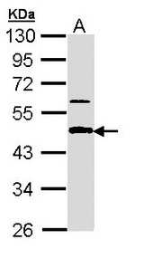 Sample (30 ug of whole cell lysate). A: A431 . 10% SDS PAGE. APBB3 antibody diluted at 1:1000.