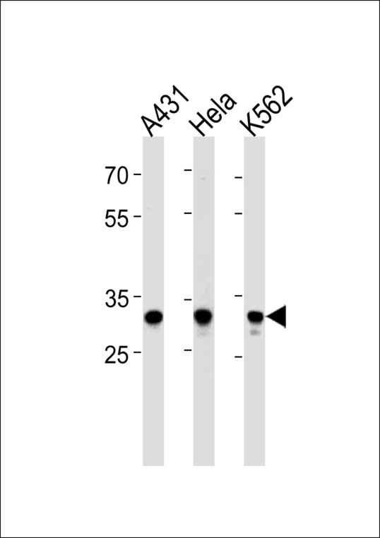 APBB3 Antibody western blot of A431,HeLa,K562 cell line lysates (35 ug/lane). The APBB3 antibody detected the APBB3 protein (arrow).