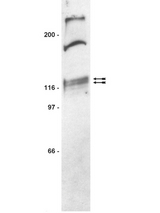 WB: Mouse Brain Cytosol probed with anti-Arg, SH2/SH3 (1:500 dilution).
