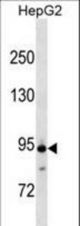 ANAPC4 Antibody western blot of HepG2 cell line lysates (35 ug/lane). The ANAPC4 antibody detected the ANAPC4 protein (arrow).