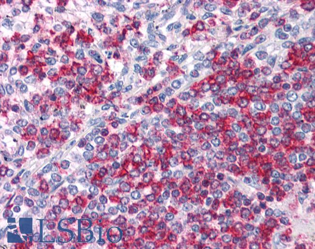 Anti-ANAPC4 / APC4 antibody IHC of human spleen. Immunohistochemistry of formalin-fixed, paraffin-embedded tissue after heat-induced antigen retrieval. Antibody LS-B4643 concentration 5 ug/ml.