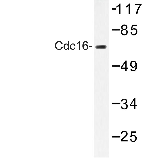 Western blot of Cdc16 (E206) pAb in extracts from NIH-3T3 cells.