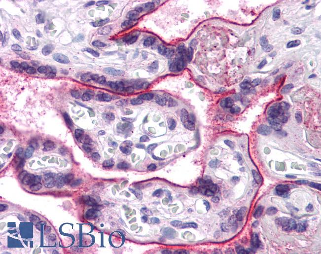 Anti-CDC16 / Apc6 antibody IHC of human placenta. Immunohistochemistry of formalin-fixed, paraffin-embedded tissue after heat-induced antigen retrieval. Antibody LS-B4645 concentration 5 ug/ml.